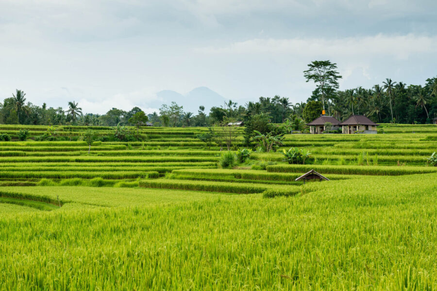 Rice Fields